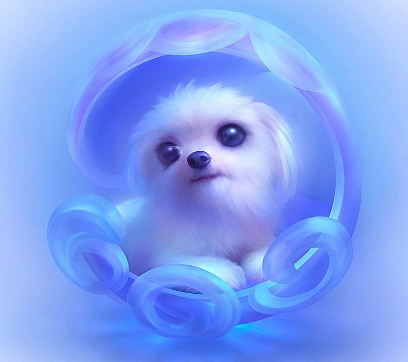 blue pup, cute, puppy, HD wallpaper