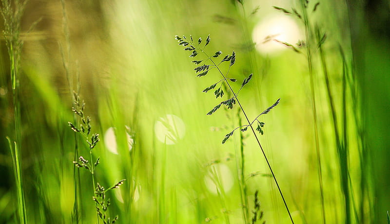 A blande of grass, a blade of grass, bokeh, green, grass, summer, reflections, meadow, HD wallpaper