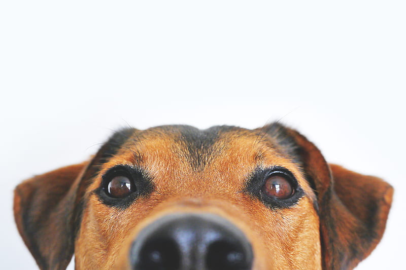 Closeup of Brown and Black Dog Face, HD wallpaper