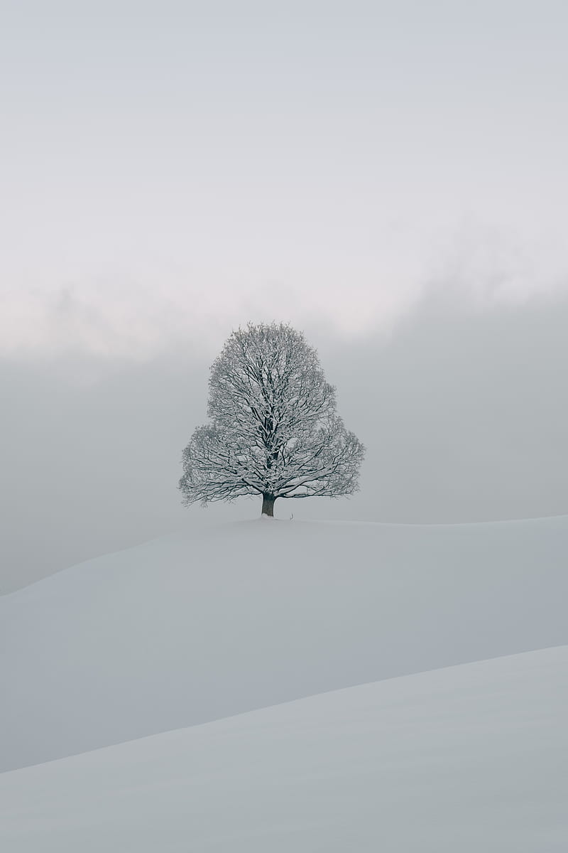 tree, snow, winter, nature, white, HD phone wallpaper