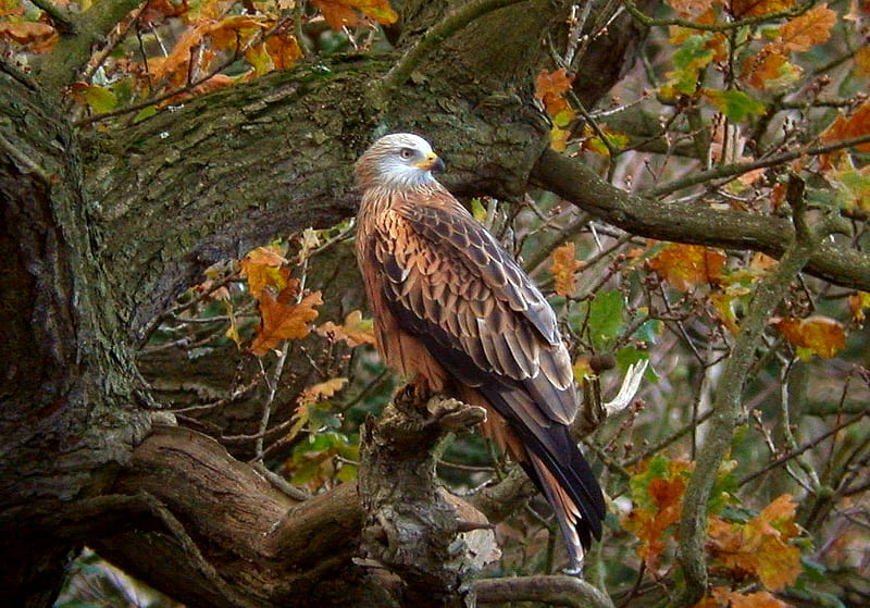 RED KITE in AUTUMN, redkite, autumn, bonito, bird, HD wallpaper