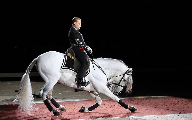 Lippizan Performance, lippizan, lippizaner, austria, vienna, dressage, white, horses, HD wallpaper