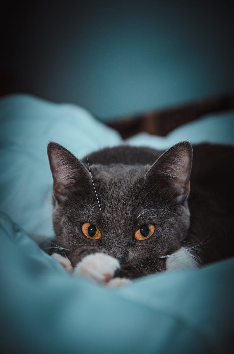 cat, eyes, gray, watch, HD phone wallpaper