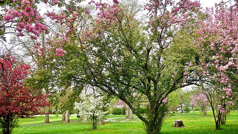 Pink Blossom Flowers Tree Branches White Flowers Grass Field Garden Bushes Nature, HD wallpaper