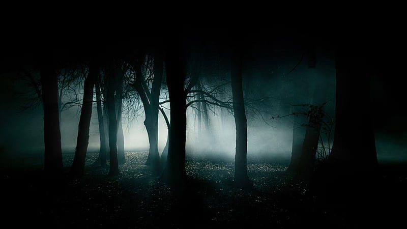 Dark Forest Background Dark, HD wallpaper | Peakpx