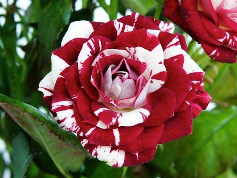 red white rose pictures