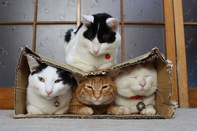 Naughty cat, box, cat, kitten, animal, HD wallpaper