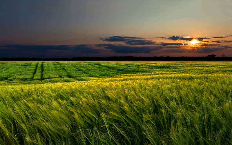 Field of Grain, clouds, blue, grain, sun, orange, wheat, yellow, sunset, green, windy, blowing, landscape, field, 1920x1200, HD wallpaper