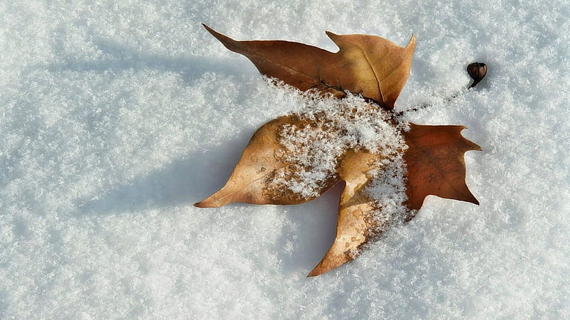 First snow, nature, snow, winter, leaf, HD wallpaper | Peakpx