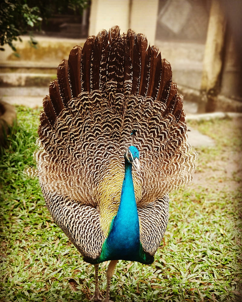 Peacock, animal, kolkata, nature, zoo, HD phone wallpaper | Peakpx