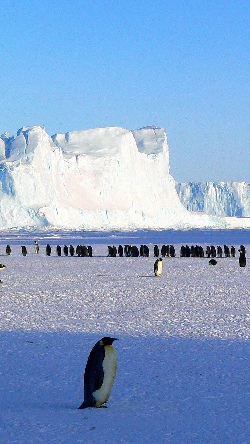 Penguins , ice floe, snow, antarctica, animal, wild, HD phone wallpaper