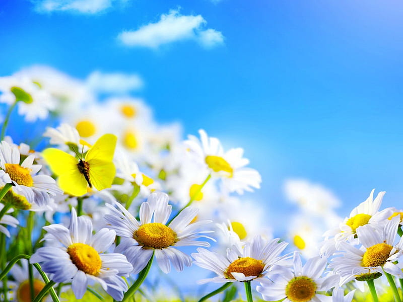 Spring beauty, pretty, lovely, bonito, spring, sky, freshness, daisies, butterfly, flowers, nature, meadow, HD wallpaper