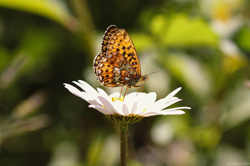 silver-washed fritillary, butterfly, macro, flower, blur, HD wallpaper