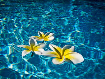 Frangipani Plumeria floating on a swimming pool - Hawaii, float ...