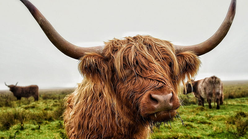 Highland Cow, scottish, horns, meadow, cattle, HD wallpaper