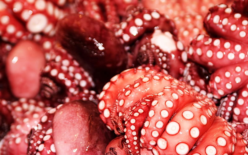 octopus close up, octopus, tenticles, animal, suction cup, HD wallpaper