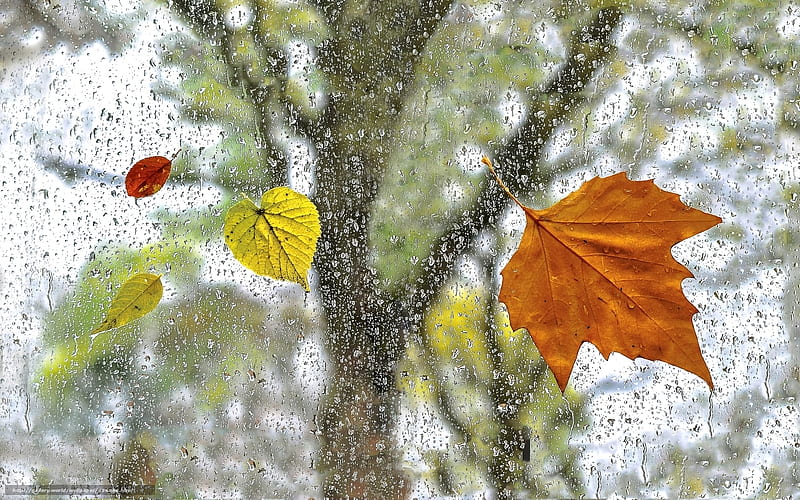 Rainy Day, tree, autumn, leaves, window, rain, HD wallpaper