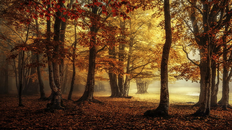 Afternoon in the Park, forest, sunshine, sun, park, HD wallpaper