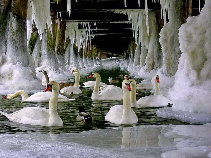 Shelter, bridge, ice, swans, cold, HD wallpaper