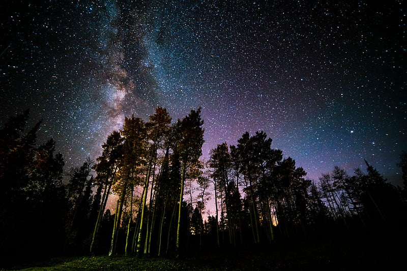 pine, forest, starry sky, stars, night, HD wallpaper