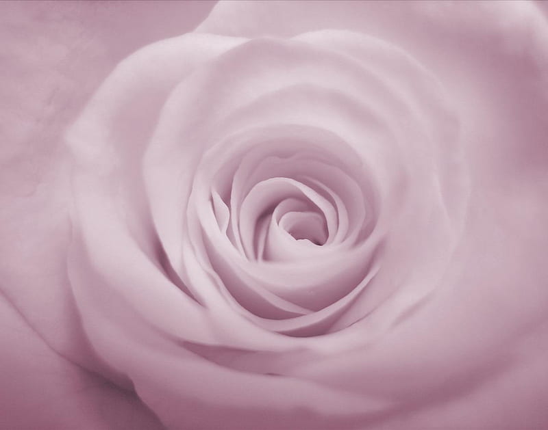 Purple rose, nice, big, romantic, rose, petals, open, purle, HD wallpaper