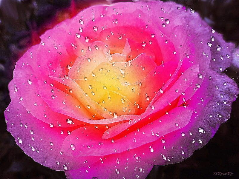 ~ღ~Glowing Pink ROSE~ღ~ , glowing, rose, raindrops, roses, pink rose, love, summer, flowers, nature, pink, HD wallpaper