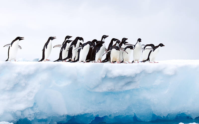 Antarctic Glacier Penguin 2019 High Quality, HD wallpaper