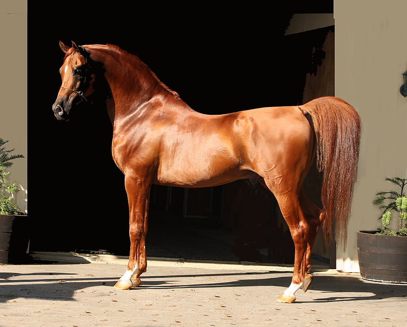 Arabian Beauty, equus, chestnut, horse, arabian, HD wallpaper