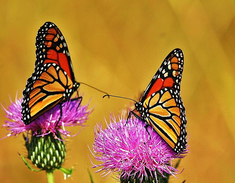 Reach out, monarchs, pink flower, antennae, touch, butterflies, HD wallpaper
