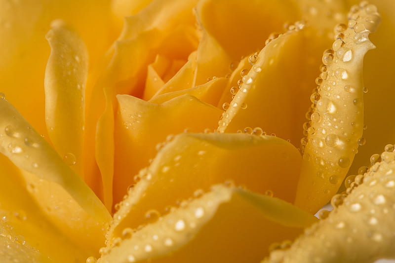 Yellow rose, rose, water drops, dew, yellow, skin, HD wallpaper