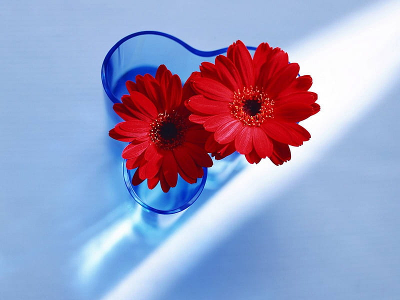Two beautiful red flowers together., Love, Couple, Together, Special, HD wallpaper