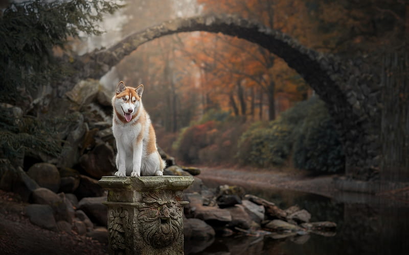 Siberian Husky, autumn, brown Husky, cute animals, Husky Dog, dogs, Siberian Husky Dog, Husky, HD wallpaper