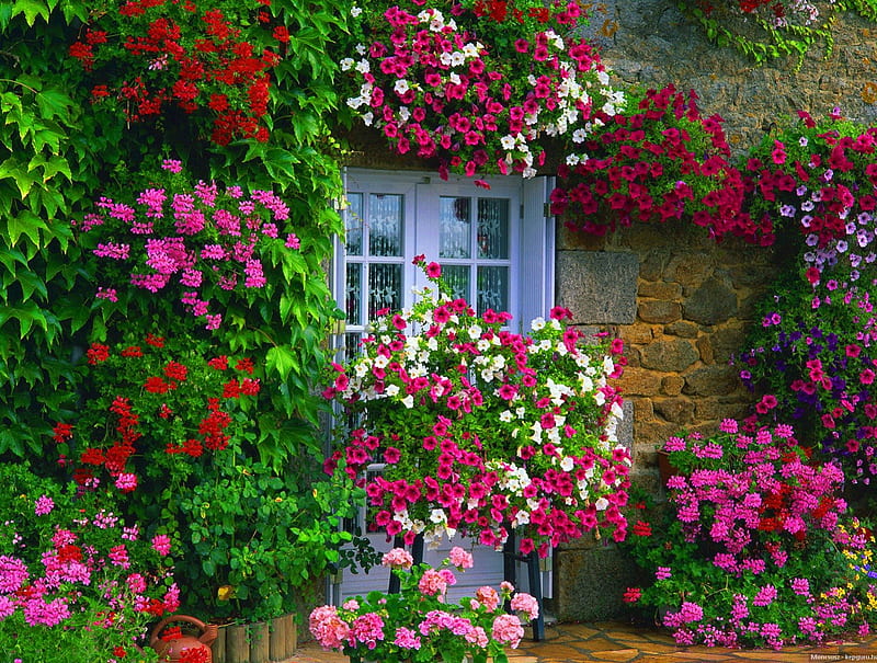 Sweet home, pretty, colorful, house, cottage, home, bonito, villa, countryside, nice, flowers, cozy, lovely, window, fresh, spring, freshness, summer, nature, HD wallpaper
