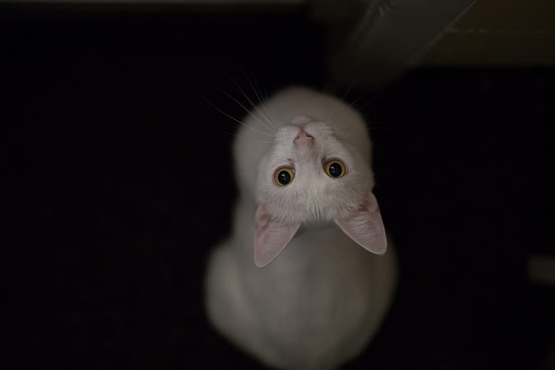 White Cat Eyes, cat, animals, cute, white, HD wallpaper