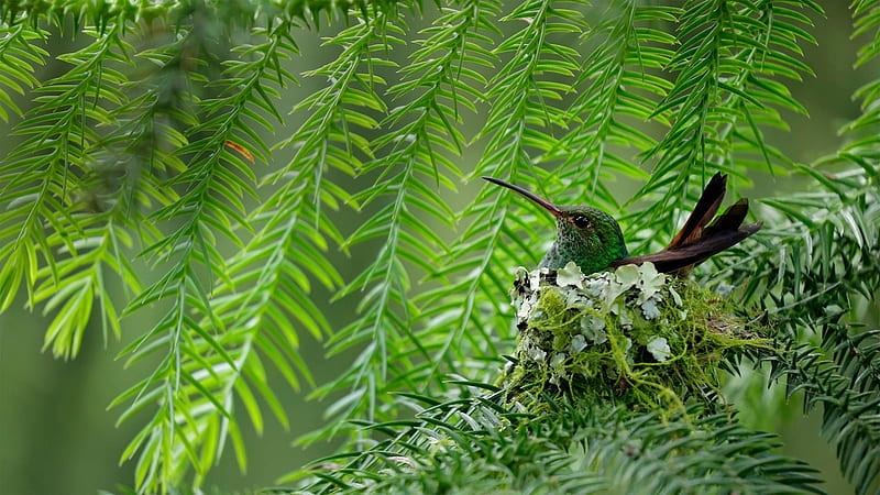 Hummingbird, green, nest, cute, bird, pasari, colibri, HD wallpaper