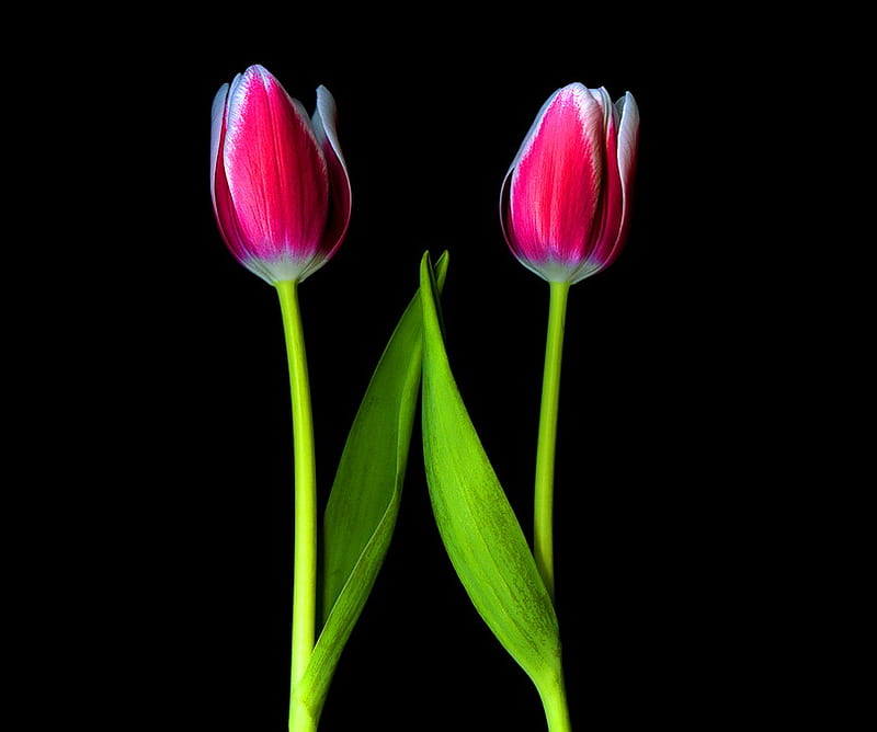 Two, leaves, green, black background, flowers, tulips, white, pink, HD wallpaper