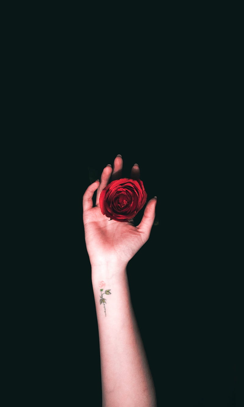 Rose in hand, hands, oneplus, oneplus 6t, oneplus6t, ultra , ultra, HD phone wallpaper