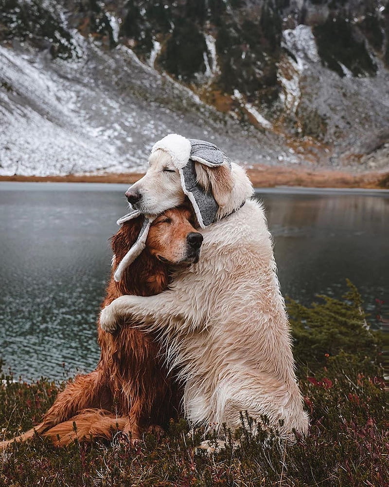 Lover dog, dogs, love, HD phone wallpaper | Peakpx