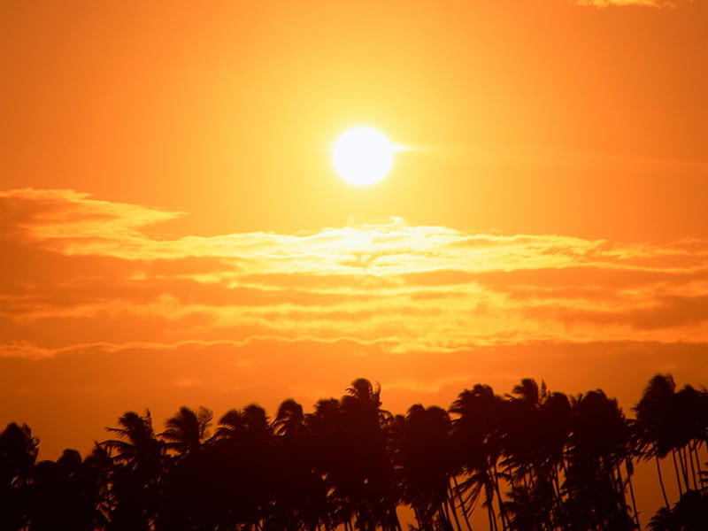 Tahitian Sunset coconut shadow, HD wallpaper