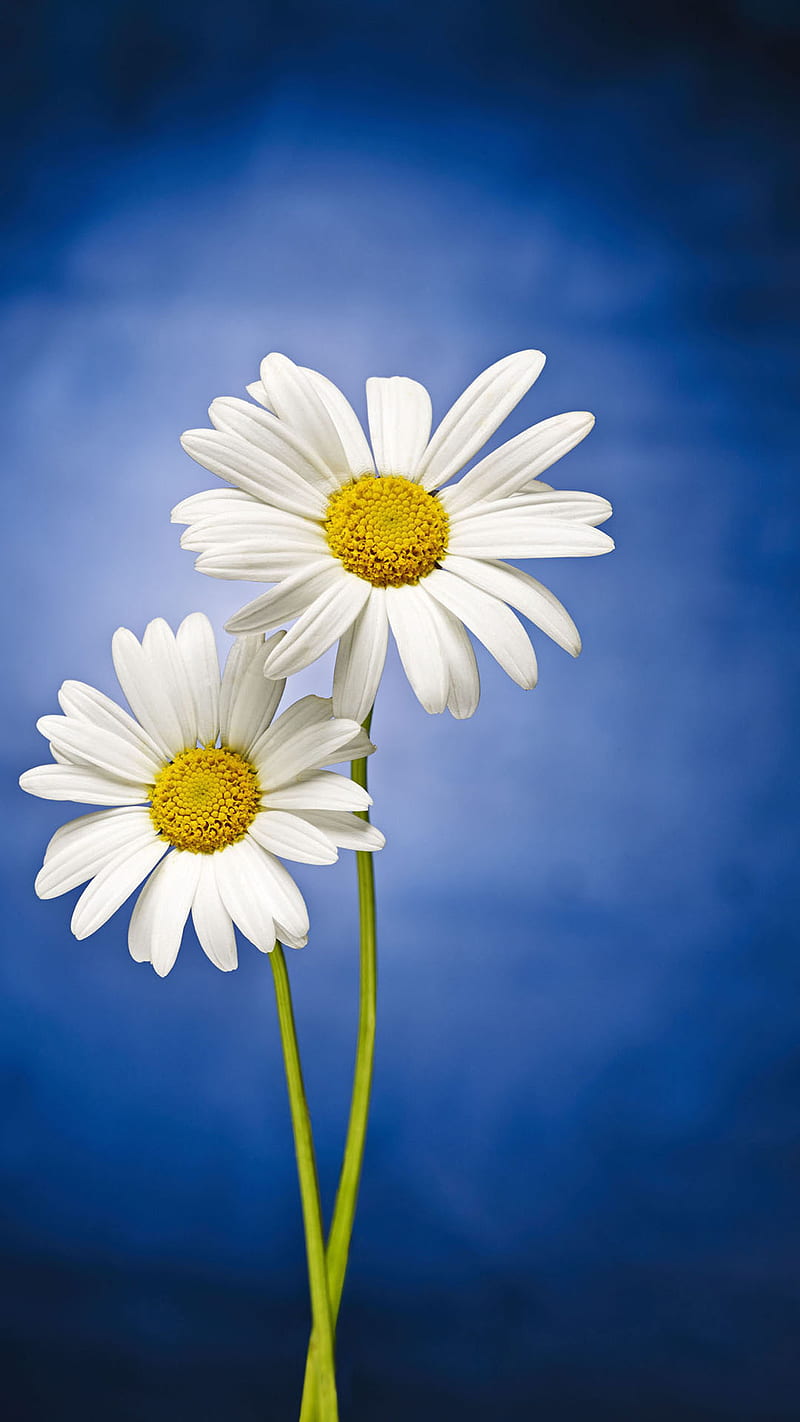 Flowers, background, blue, daisy nature, white, HD phone wallpaper | Peakpx