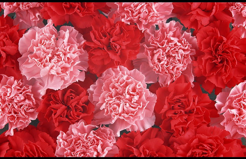 Red and pink carnation, red, flowers, petals, carnation, pink, HD wallpaper