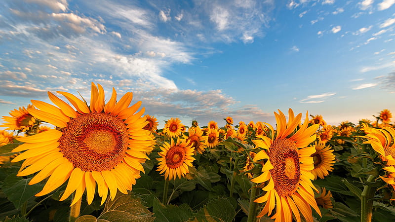 Field of Yellow Wide Sunflowers Under Blue Sky Flowers, HD wallpaper