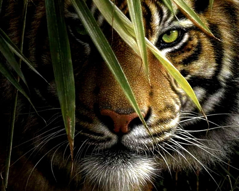 Tiger, animal, face, king, wild, HD wallpaper | Peakpx