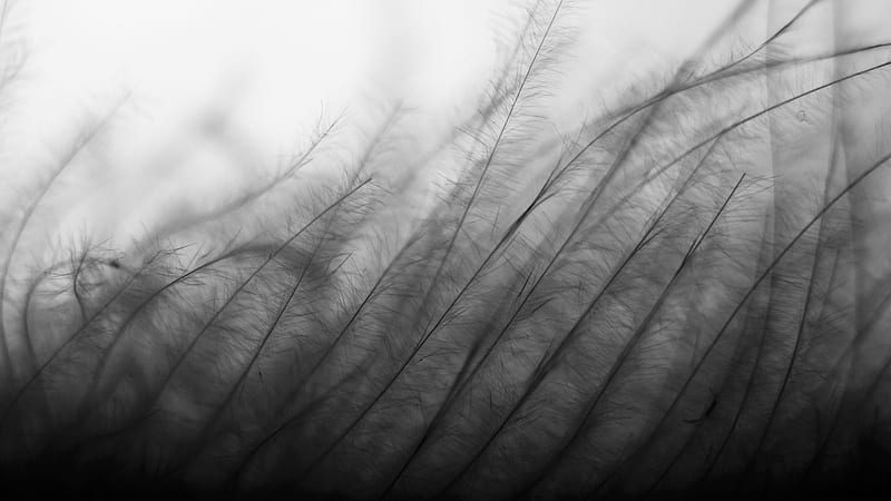 Abstract, black and white grass, black, black and white, filter, white, abstract, life, grass, plant, air, deep, movement, HD wallpaper