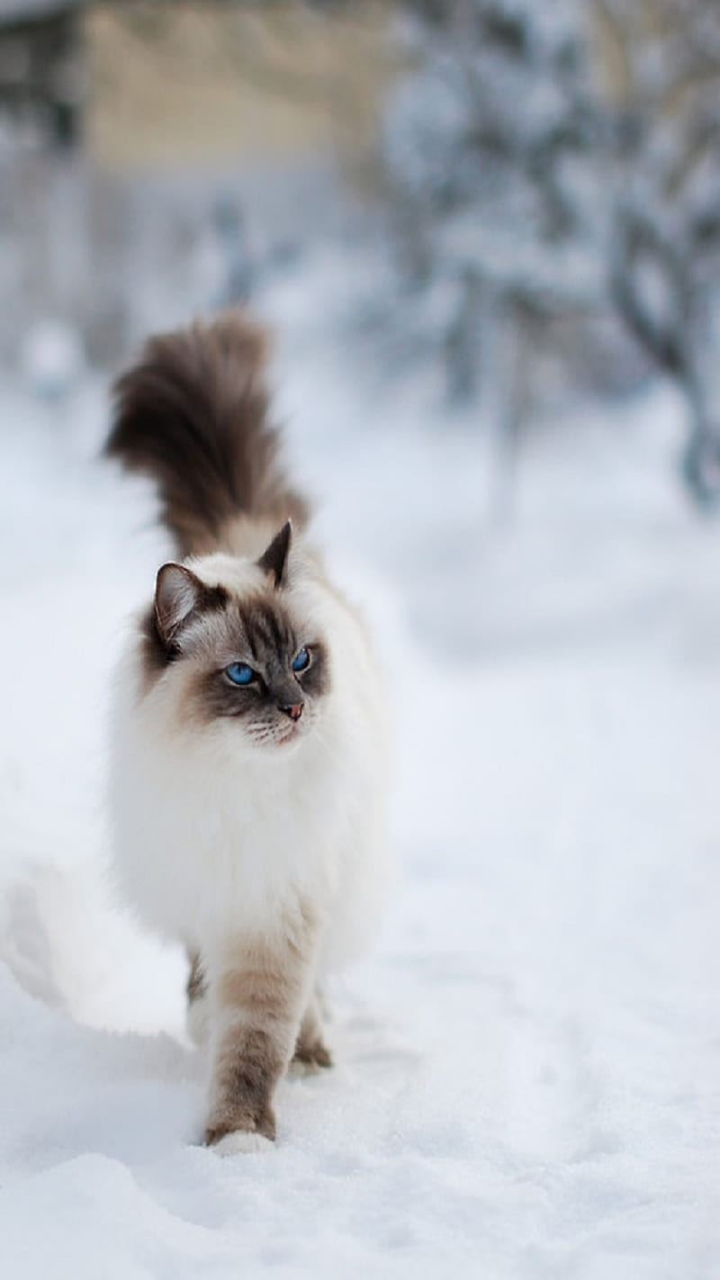 Snow cat, attitude, cute, cute cat, kitten, kitty, winter, HD phone wallpaper