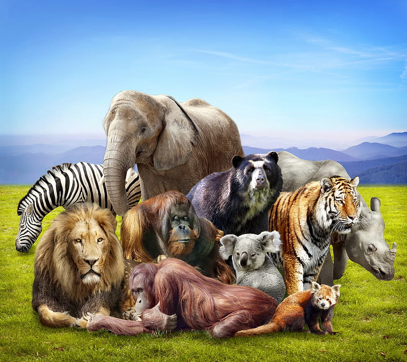 Animals, collage, HD wallpaper