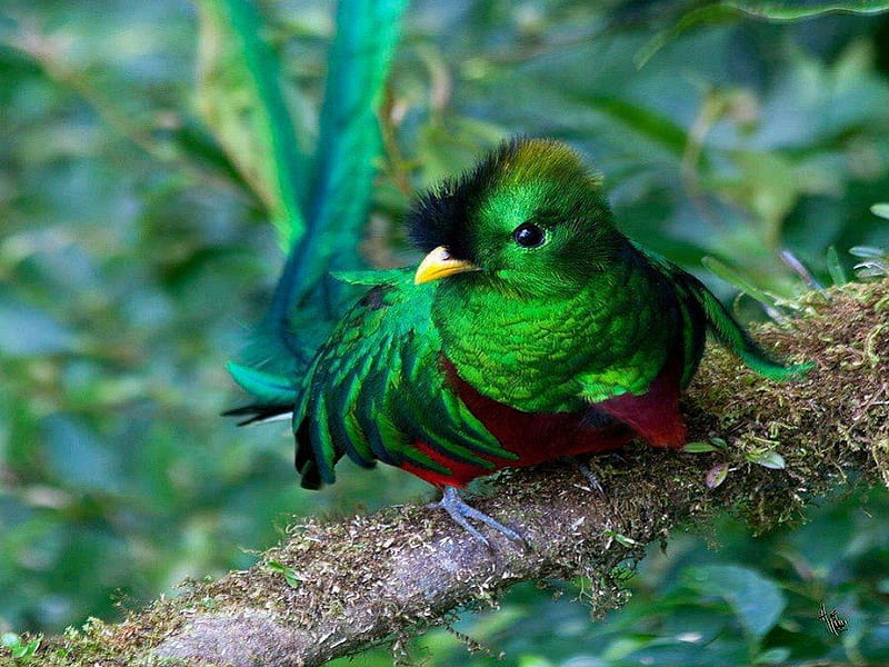 Beautiful national bird from Guatemala!, birds, nature, animals, other, HD wallpaper