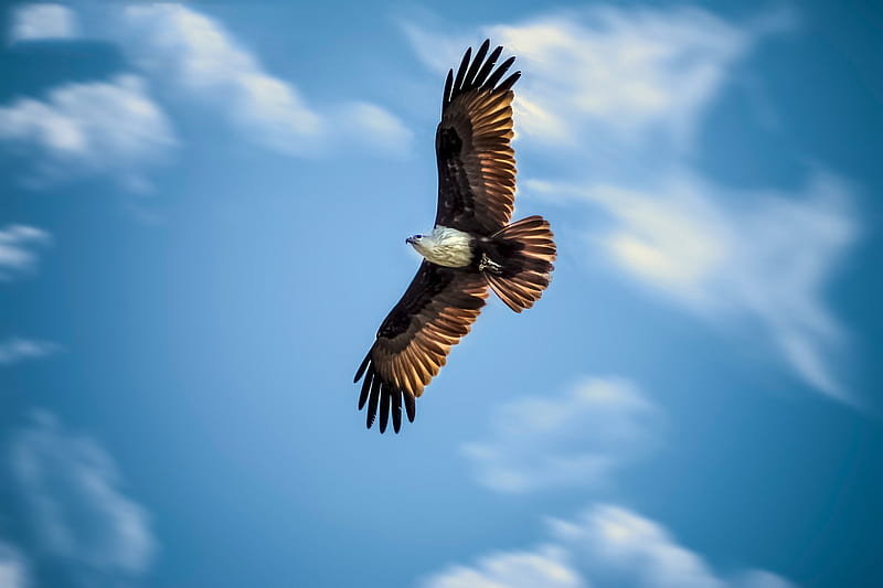 Eagle, flying, eagle, birds, wings, animals, HD wallpaper