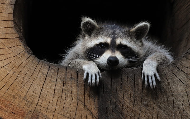 Cute Raccoon Live Wallpaper  free download