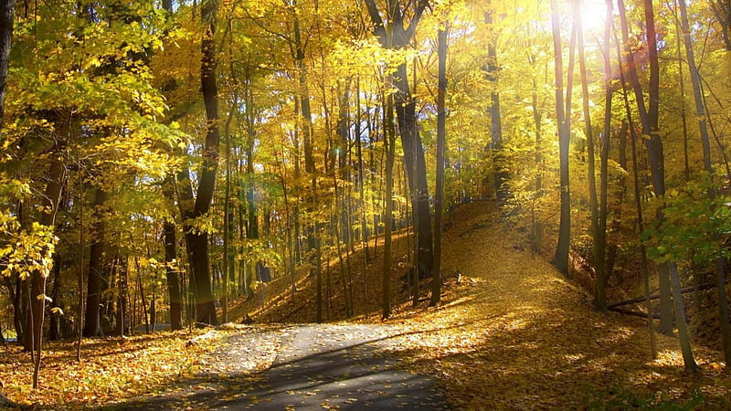 sun rays on a forest trail in autumn, forest, autumn, leaves, sun, rays, trail, HD wallpaper